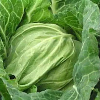 有機肥料 で 育てた キャベツ と 大根 セット M002-003 野菜 三浦野菜