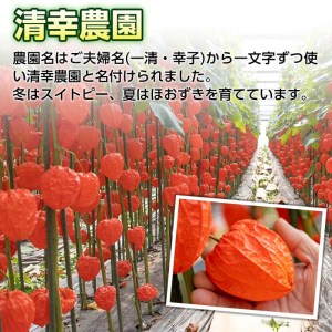 ＜先行予約受付中！お盆前頃に発送予定＞驚きの大きさ！ 宇目産ほおずき(5本・2L) 生花 お盆 仏花 鬼灯 お盆飾り お供え 盆 ホウズキ 盆 飾り 切花 切り花 大分県 佐伯市【BZ63】【清幸農園】