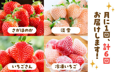 先行予約 2027年1月～発送 【6回定期便】プレミアム！ いちご食べ比べ /  いちご [IAP023]