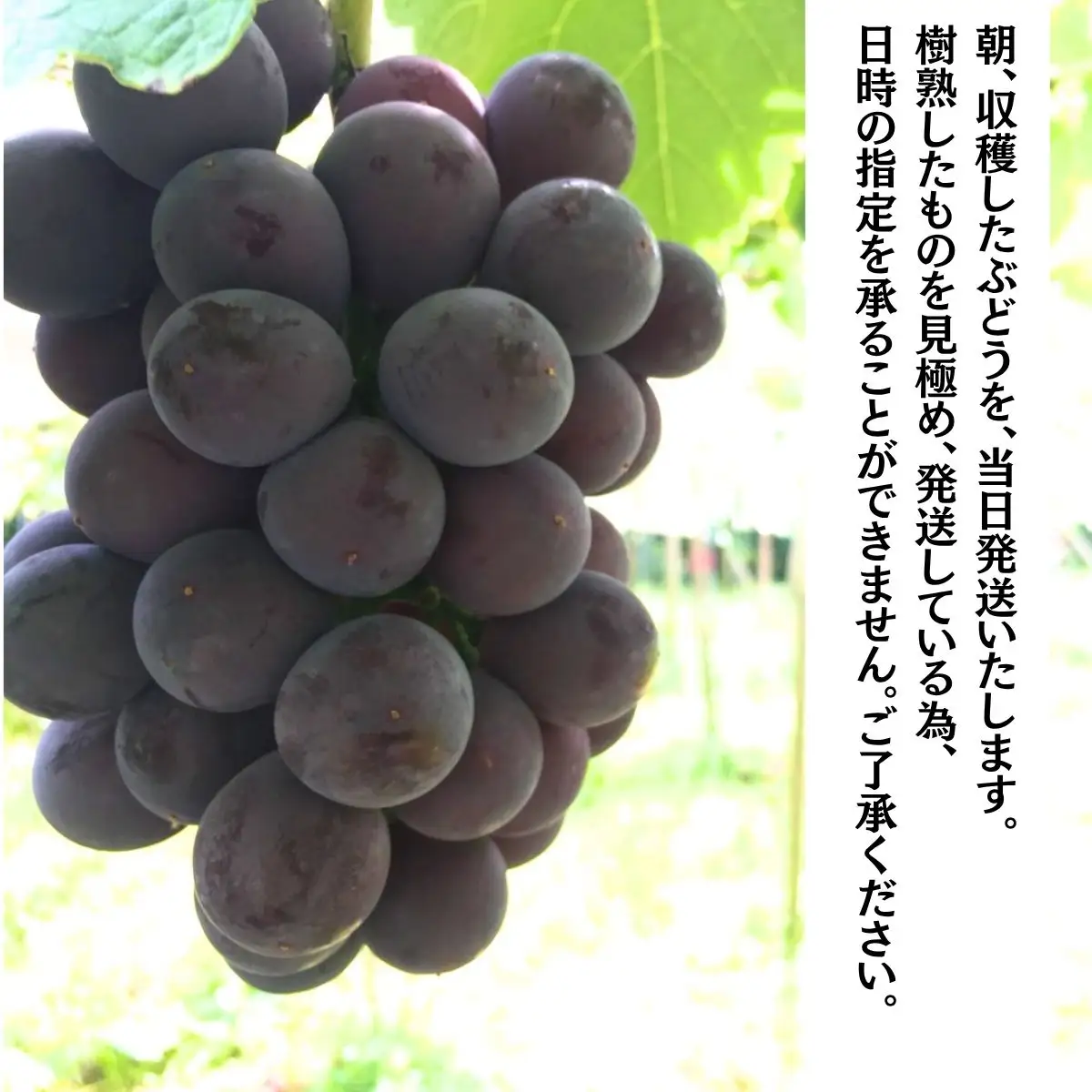 【農家直送(収穫日に発送)】種無し 巨峰 約2kg (3～5房）