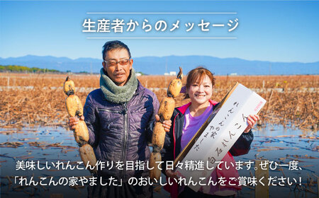 先行予約 2026年8月～発送 泥付きれんこん3kg / れんこん [IAW006]
