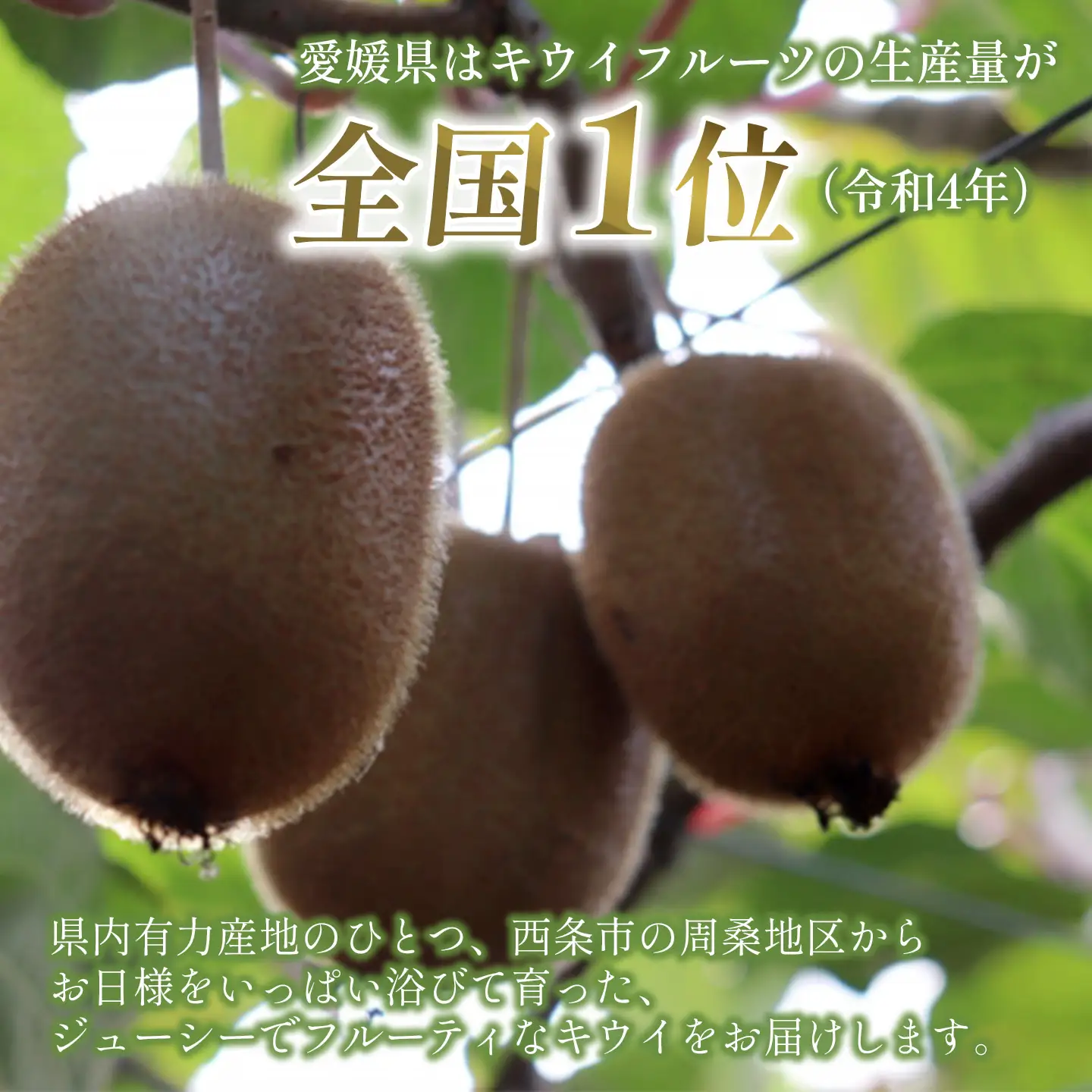 【先行予約】キウイフルーツ 4Lサイズ12個 大玉 キウイ