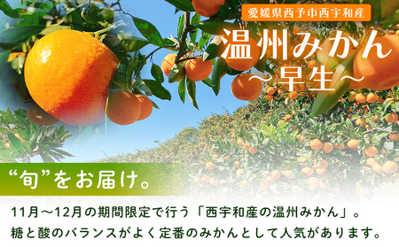 期間限定＜ひさしげ農園直送 西宇和産 温州みかん 約5kg＞ 早生 温州みかん 温州ミカン 果物 くだもの みかん ミカン 柑橘 フルーツ 柑橘 果実 国産 5キロ 愛媛県産 特産品 ひさしげ農園 愛媛県 西予市【常温】『2025年11月下旬～12月中旬迄に順次出荷予定』MHS0002