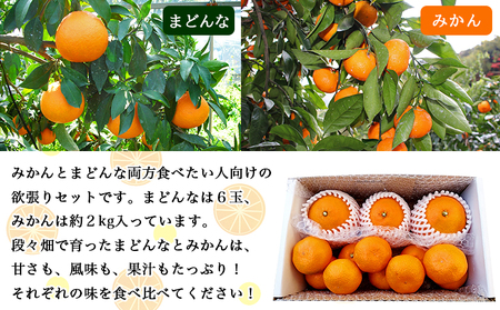 紅まどんなと同品種！＜とびっきりの愛媛 まどんな6玉＆温州みかん約2kgセット＞果物 柑橘 フルーツ マドンナ 愛媛果試第28号 ミカン 蜜柑 期間限定 特産品 産地直送 片山果樹園 西宇和 愛媛県 西予市【常温】『2025年12月中旬より順次発送予定』 MKK0001