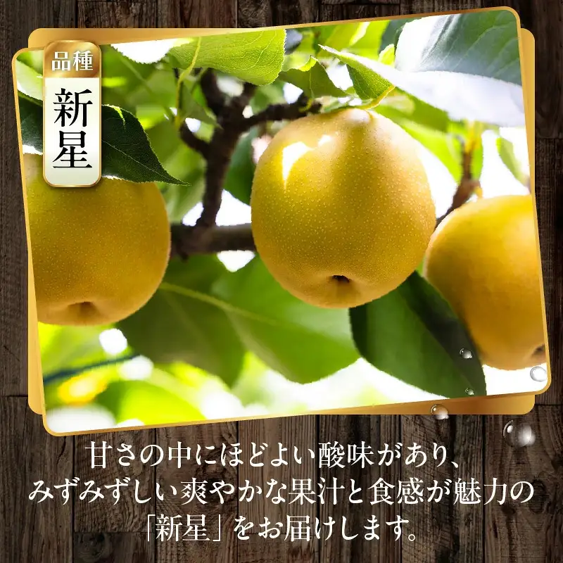 【先行予約】令和8年発送 /辰口農園の橋上梨約5kg（品種:新星）_1019R