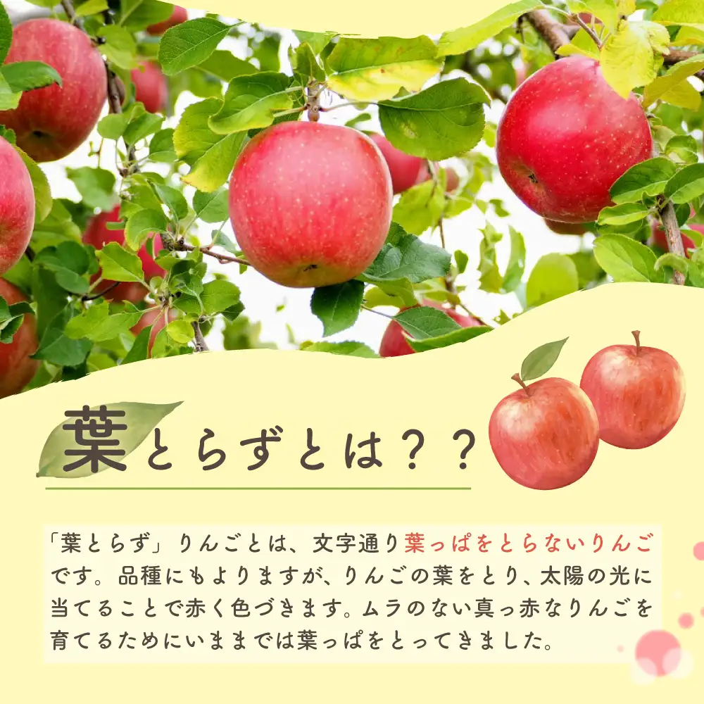 【2026年10月発送】 りんご 約10kg 葉とらず 早生ふじ 青森県産 りんご
