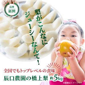 【先行予約】令和8年発送 /辰口農園の橋上梨約5kg(品種:新興)_1288R