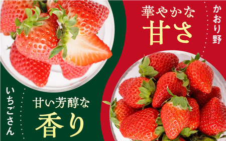 先行予約 2027年1月〜発送 赤いちご 食べ比べ！かおり野＆いちごさん 各240g 詰め合わせ（計480g） / いちご [IBJ006]