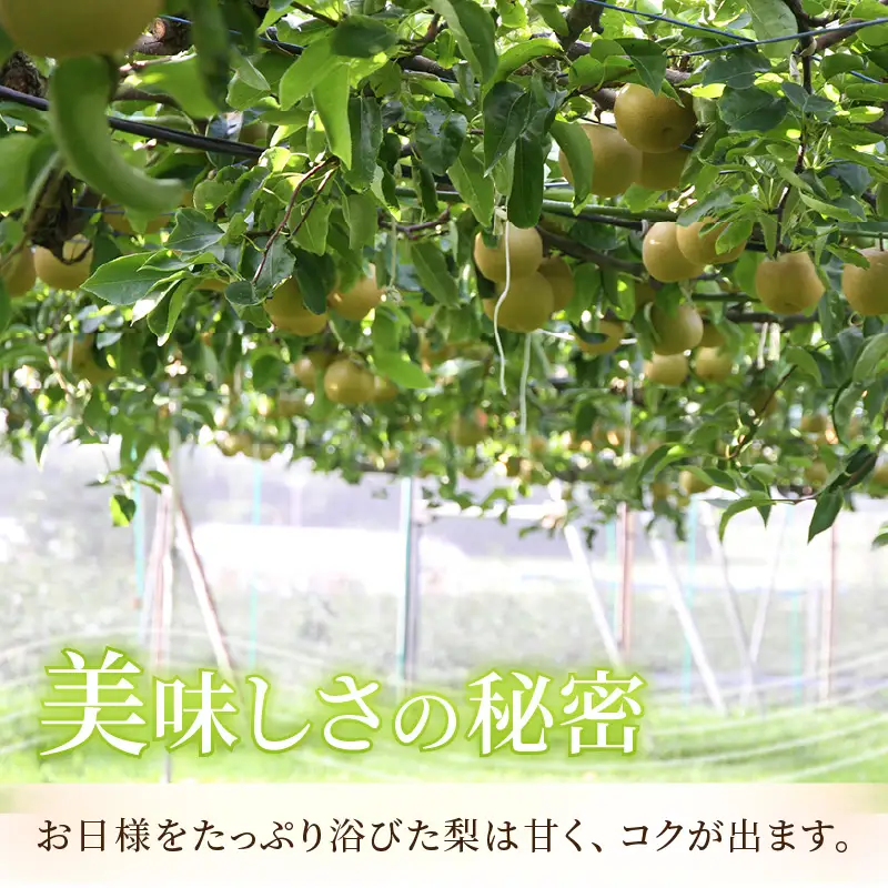 【先行予約】《数量限定》新興梨 9～10玉入 約5kg 歯ごたえ抜群！ もぎたて 新鮮 ／ 期間限定 果物 フルーツ 農家直送 お取り寄せ 新興 梨 なし 福井県 あわら市※2026年10月中旬より順次発送 [aw042-a002]