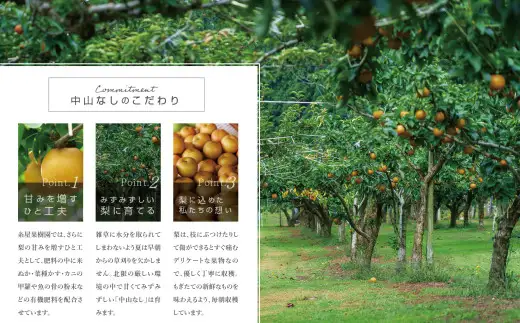 【数量限定・先行受付】糸屋果樹園の「中山なし」3kg 65P092001 /　梨 ナシ 和梨 幸水 豊水  果物 くだもの フルーツ 東北 秋田 大館 中山地区 中山なし 中山梨 なかやまなし【糸屋果樹園】