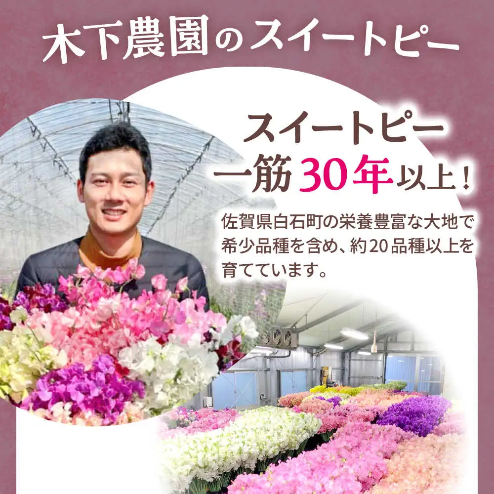 【先行予約 2026年12月～発送】スイートピー 花束 100本（ピンク＆ホワイト） / 生花 [IBW005]