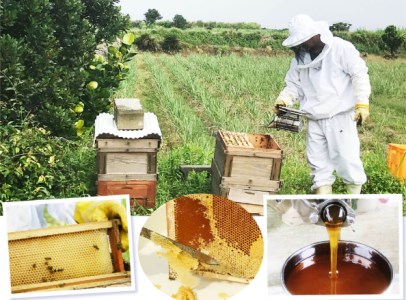 喜界島産純粋はちみつ「ごまの花」100g