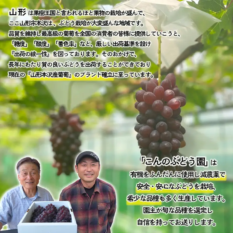 大人気！【こんのぶどう園】山形本沢産 高級ぶどう 3種食べくらべB 秀以上 約2kg 【令和8年産先行予約】FU22-338 くだもの 果物 フルーツ 山形 山形県 山形市 2026年産