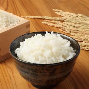 【先行予約】令和7年産 　新米　コシヒカリ精米10kg（1袋） 【R00355】