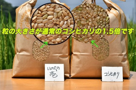 1117　三重県産いのちの壱「斎王米」5kg　コメ お米 5キロ 白米 ご飯 伊勢市産 伊勢志摩 精米発送 粘りが強い 甘味 旨味 お弁当 おにぎり 冷めてもおいしい 米粒が大きい 下村農園