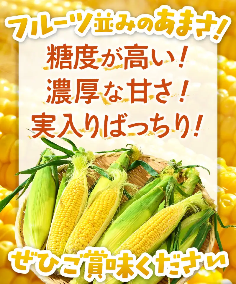【先行予約】朝採り スイートコーン 黄色 計10本 おおもの ／ ハウス栽培 低農薬 有機肥料 フルーツ並みの甘さ 甘い とうもろこし 野菜 あわら ※2026年10月上旬より順次発送 [aw067-a003]