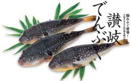 ふぐ 讃岐でんぶく 天然なしふぐ 1kg ふぐ