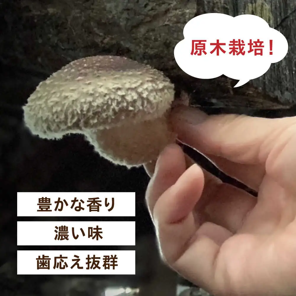 【2026年9月以降発送】 原木 生しいたけ 1kg/200g×5 椎茸 シイタケ 北海道 [AXAI001]