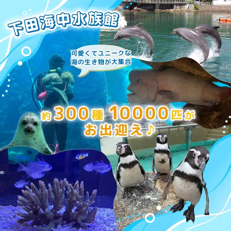 【下田海中水族館】ペア入場券 [水族館 イルカ]