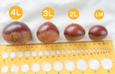 新栗！贅沢四万十栗（3Lサイズ/生栗）約1kg