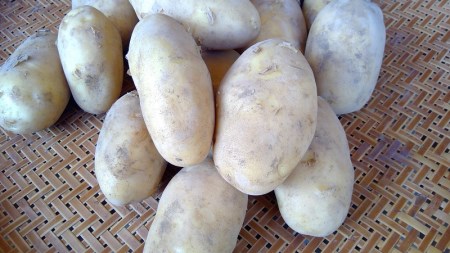 【数量限定品種】濃厚しっとり食感　ジャガイモ　シンシア　10kg [h155]