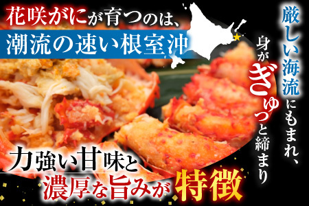 【北海道根室産】花咲かに500g前後～650g前後×2尾 A-36054