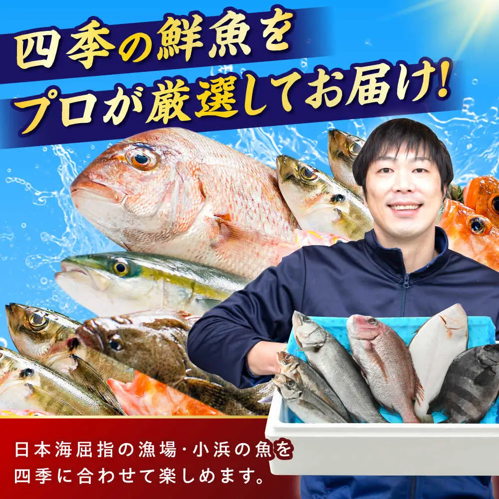 【加福鮮魚】「若狭小浜湾産地直送」旬の天然鮮魚お任せセット！ 計2kg以上 地魚 下処理済み 刺身 煮魚 小浜市 / 加福鮮魚【配送不可地域：北海道、北東北（秋田、青森、岩手）、九州、沖縄、離島】  [BFBC007] 