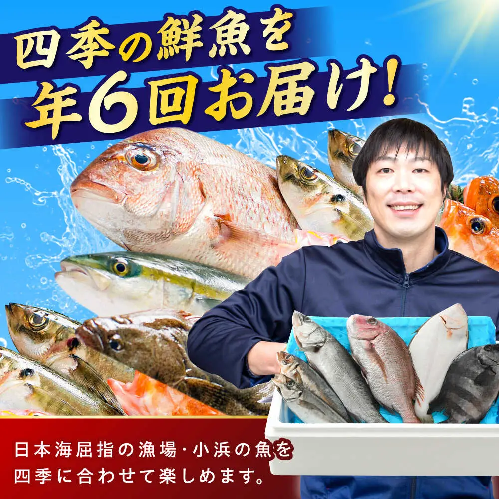 【定期便】全6回(隔月発送)【加福鮮魚】「若狭小浜港産地直送」旬の天然鮮魚お任せセット！地魚 下処理済み 刺身 煮魚 焼き魚 小浜市 / 加福鮮魚 【配送不可地域：北海道、北東北（秋田、青森、岩手）、九州、沖縄、離島】[BFBC016] 