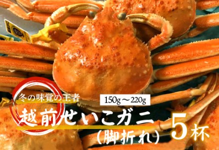 タグ付き越前せいこガニ（脚折れ） 5杯 （150～220g）　カニ 越前ガニ