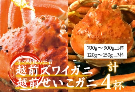 タグ付き越前ズワイガニ× 1杯・せいこガニ× 3杯 のセット　カニ 越前ガニ