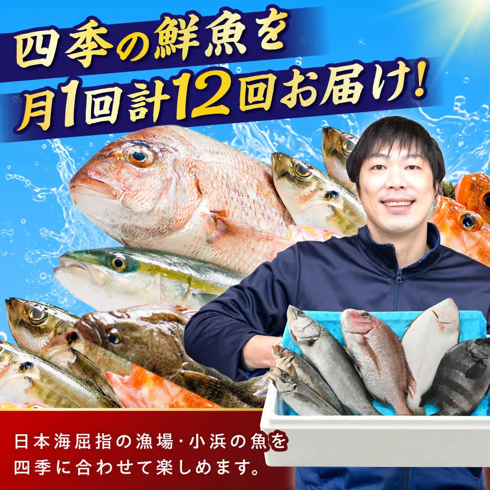 【定期便】全12回(毎月発送)【加福鮮魚】「若狭小浜港産地直送」旬の天然鮮魚お任せセット！ 小浜市 / 加福鮮魚【配送不可地域：北海道、北東北（秋田、青森、岩手）、九州、沖縄、離島】 [BFBC017] 
