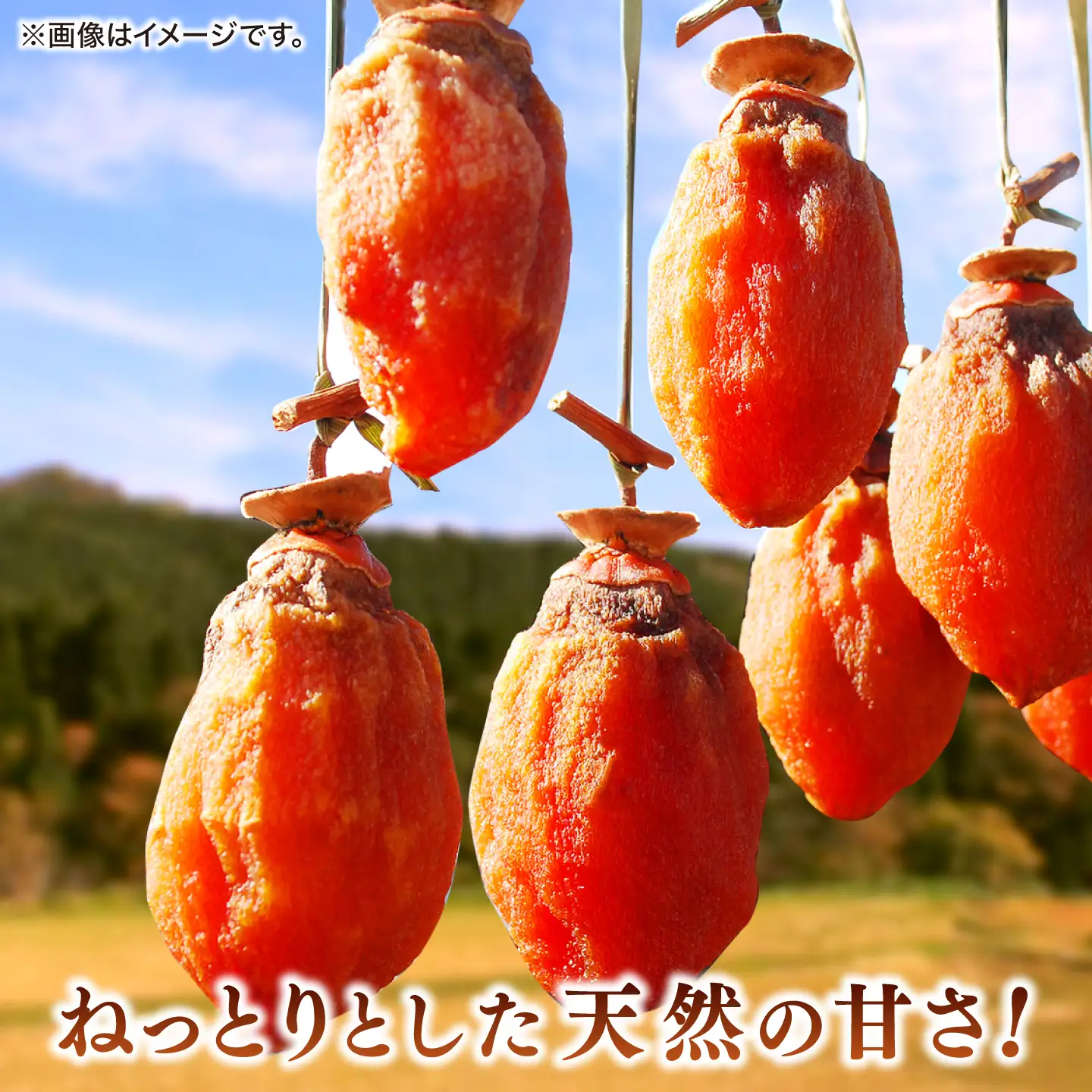 柿 【先行予約】【2026年10月下旬以降順次発送】【手作り干し柿用渋柿】西条柿 Lサイズ 5kg(約25玉程度)干し柿作りセットロープ付き 島根県松江市/道の駅本庄企業組合[ALCW002] 柿