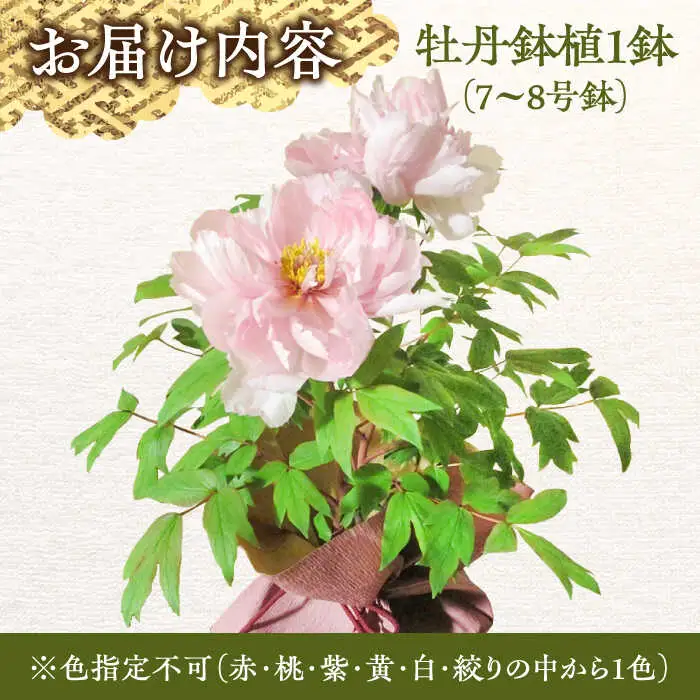 【先行予約】牡丹 1鉢  花 大根島 ぼたん [ALBC004] 2輪咲き