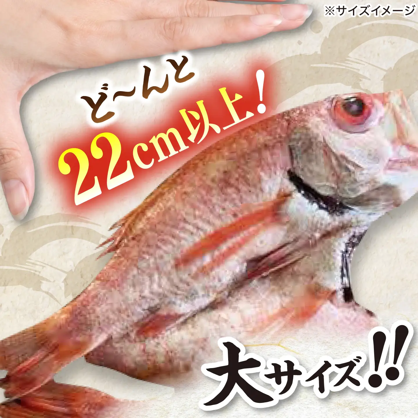 のどぐろ干物2枚 計450g 大きい [ALCJ001] のどぐろ 干物