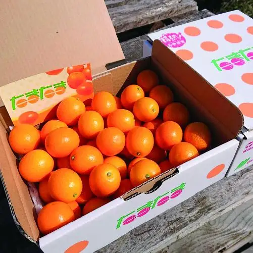 【先行予約】完熟きんかん「たまたま」1kg 果物 フルーツ くだもの 柑橘 金柑 おすすめ ブランド ギフト 贈り物 贈答 プレゼント おすそ分け おやつ スイーツ デザート 大きい 糖度が高い 常温 産地直送 宮崎県 綾町 送料無料【JA綾町】_A0114-256