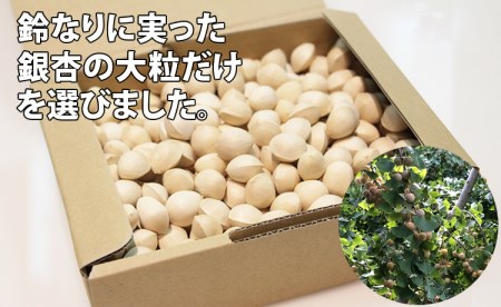 大粒銀杏(殻付き)1,200g 江里口農産加工所 ぎんなん 銀杏 季節 旬の食材 B110-031
