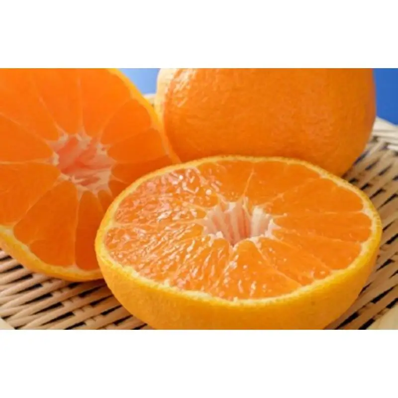 【大人気】和歌山有田の濃厚大玉デコポン　12～15玉(約5kg)※2025年1月中旬～3月下旬（順次発送予定）【ard006C】