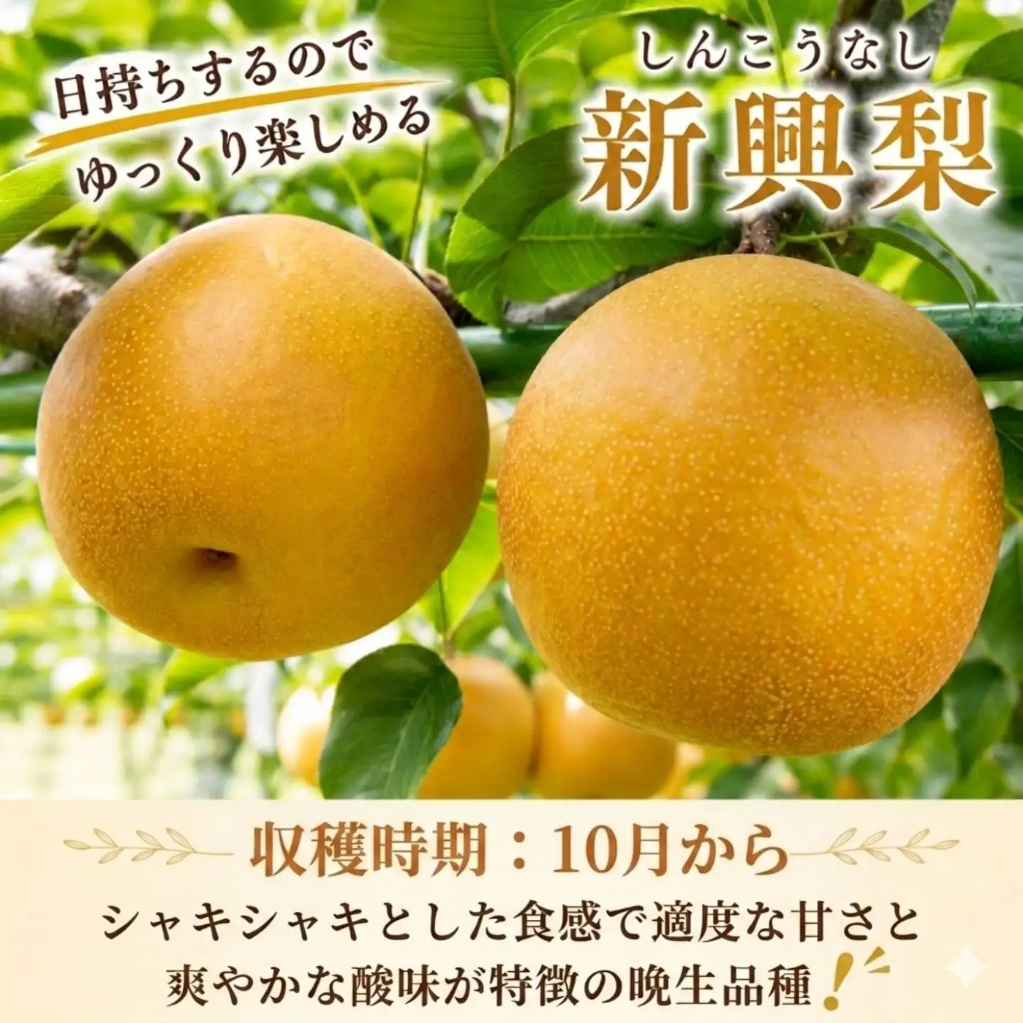 Y043【訳あり】新興梨 4kg+1kg! 【期間限定生産者支援】