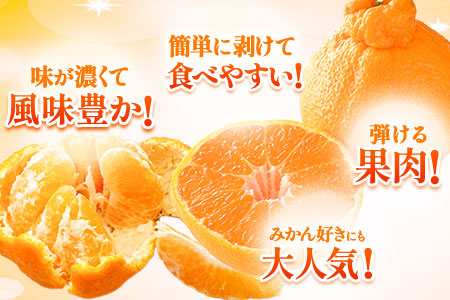 ご家庭用 デコみかん 約5kg 12～24玉前後《2027年2月上旬-4月上旬頃出荷》デコポン（不知火）と同品種 熊本県産 熊本県 長洲町 訳あり
