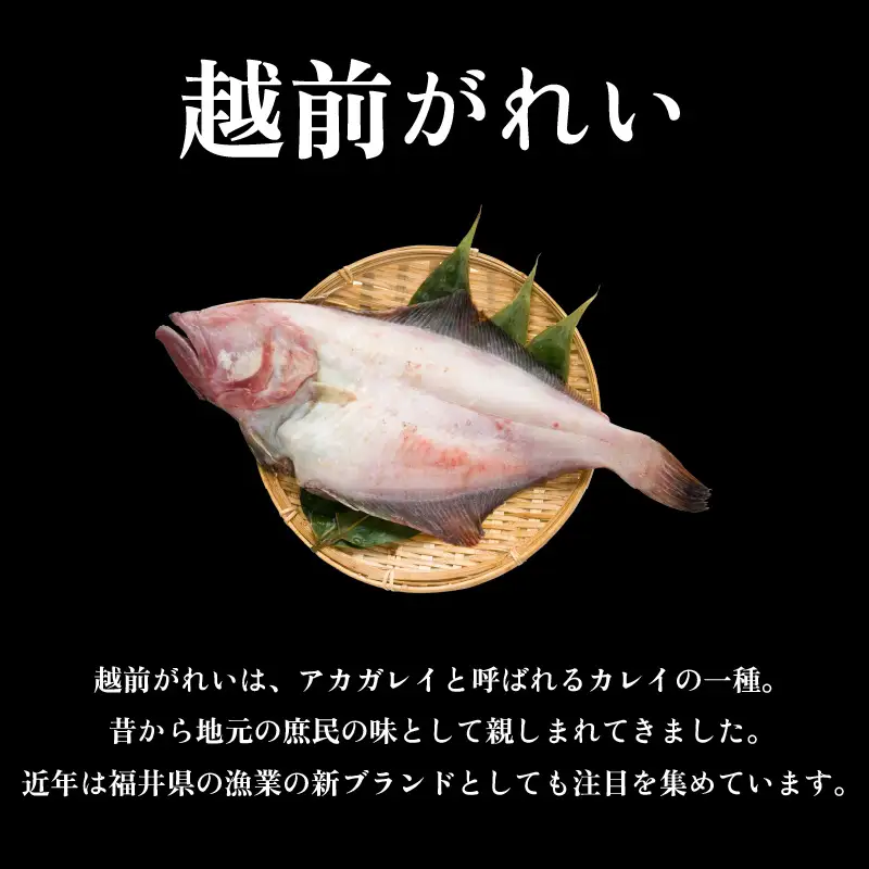【冷蔵】添加物不使用 越前 赤かれい干物 2枚 大サイズ 2026年11月中旬より発送 「天日干し」旨み濃縮 [e23-a001]