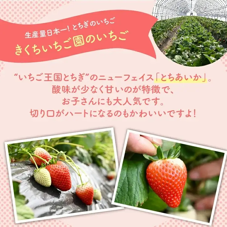 いちご とちあいか・スカイベリー食べ比べセット（290g×4パック）※2027年1月～発送