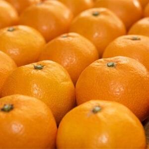 坂出市王越町の温州みかん 10kg（約5kg×2箱）