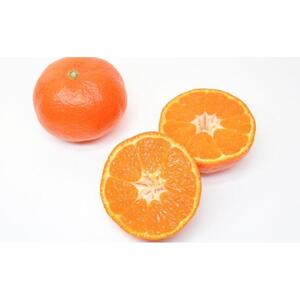 坂出市産 金時紅みかん 約2.5kg（21～30玉入り） 化粧箱入り
