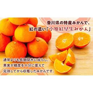 越冬完熟みかん（小原紅早生）約3kg｜フルーツ 果物 くだもの 蜜柑 みかん 早生 食品 さぬき 坂出市 人気 おすすめ 送料無料