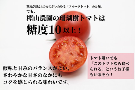 トマト 定期便 3回 計3kg 2027年3月下旬から発送 珊瑚樹トマト