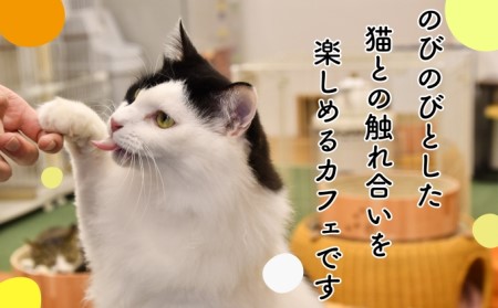 猫カフェいろり ご利用優待券（1時間分）×10枚セット  |    