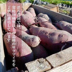 【2025年11月より順次発送】2025年度産 いろんなさつまいも食べ比べセット 約2.5kg(5～8品種)|さつまいも サツマイモ いも 芋 食べ比べ 茨城県 行方市（BZ-16）