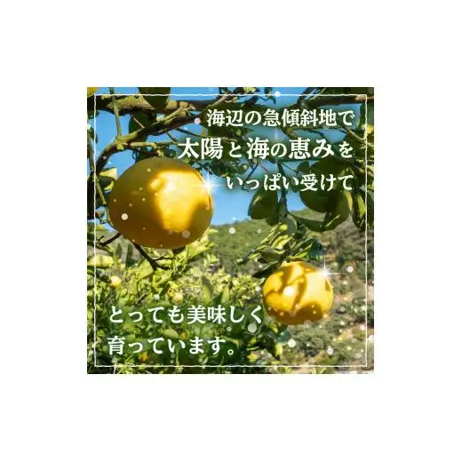  文旦 秀品 5kg 先行予約