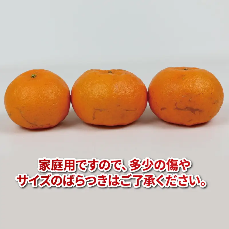愛媛みかん 早生 ポンカン 10kg 平石農園 太田ポンカン 早生ポンカン ぽんかん みかん mikan 愛媛ミカン 愛媛蜜柑 果物 くだもの フルーツ 柑橘 甘い みかん 蜜柑 数量限定 産地直送 農家直送 国産 愛媛 宇和島 B011-017002