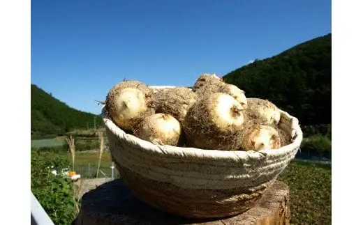 里芋 5.2kg さといも サイズ 不揃い 御槇米生産協議会 里芋愛媛宇和島 F012-018001